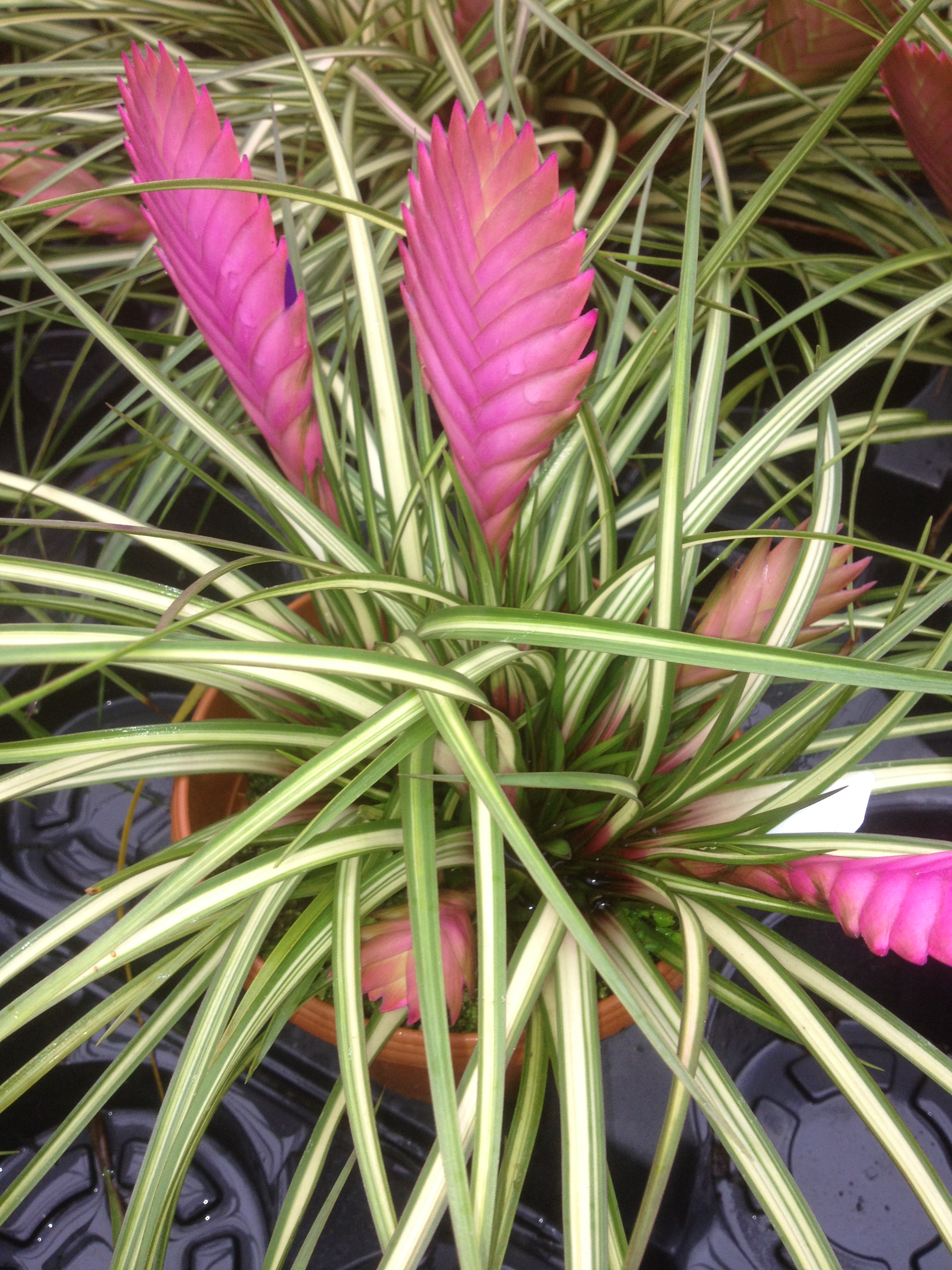 Tillandsia Cyanea Sandy Too | Fantastic Gardens Hawaii